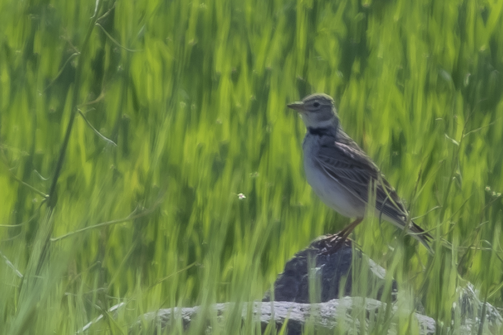 Calandra Lark